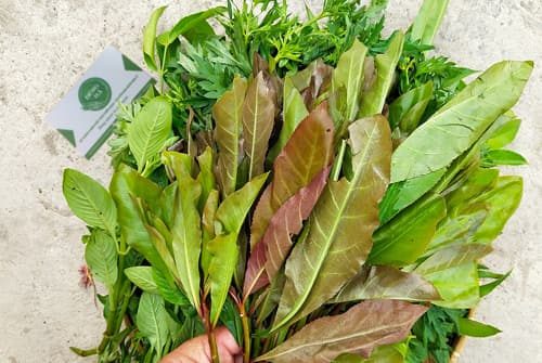Rau rừng Tây Ninh