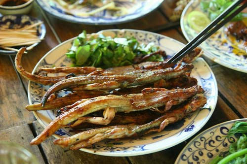 Thằn lằn núi Bà Đen Tây Ninh